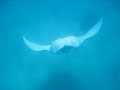The Dance by Manta!