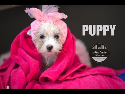 how to care maltese puppy