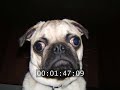 Doug The Pug Doug The Pug