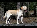 Guide dog labrador puppy Eevi Guide dog labrador puppy Eevi