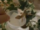 Juvi Crested Gecko\ Juvi Crested Gecko\