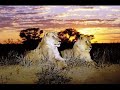 out of africa