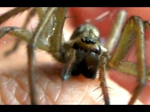 Hobo Spider Bite Test