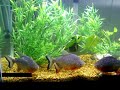 Red Bellied Pacu, Home in TX