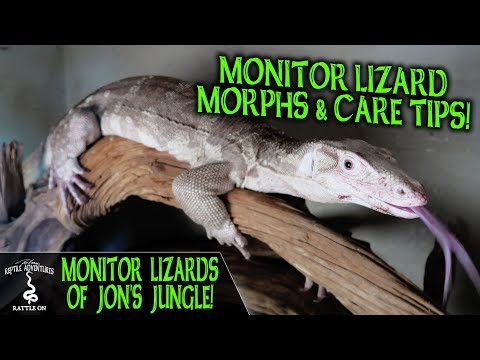 YouTube reptile video