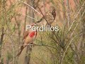 clases de pajaros clases de pajaros