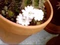 cactus flowers