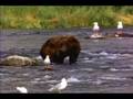 videos de El oso