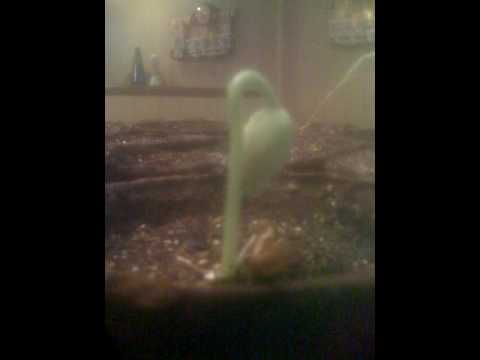 castor beans