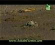 Yavru deniz kaplumba�alar�n ya�am m�cadelesi