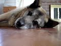 Let Sleeping Dogs Lie....Scalawag