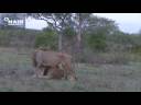 John Varty, JV, filmmaker, two male lion