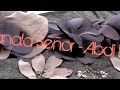 Sanala Señor (Acustica) - Abdi L | El Alfarero