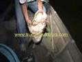 A BowFishing Adventure,TRUE LIFE OUTDOORS.com,Big Catfish!