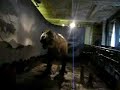 Dinosauro nel museo di londra Dinosauro nel museo di londra