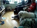 Puppy choir