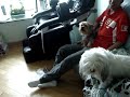かわいい犬動画