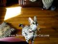 Serval Cat , African serval cat jump , cats