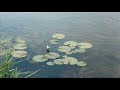 ショットオンライン動画