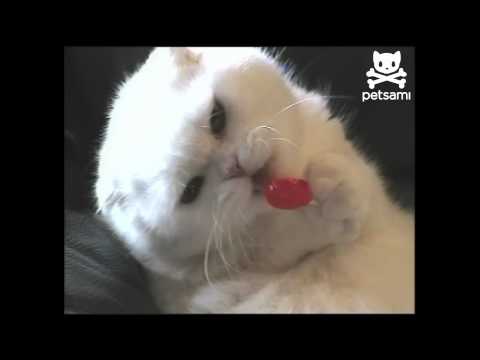 Cat With A Serious Sweet Tooth