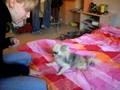videos de yogi