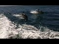 Venture Jet jet boat dolphin watching trip off Grassholm, Pembrokeshire