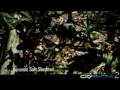 Cryengine 2 special effects