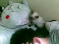 Cat Falls on Face