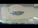 Sea Monkeys 2
