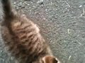 近所の野良猫に子供が生まれた