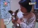 videos de SuperDog.wmv