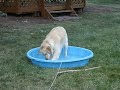 Zoey and the puppy pool