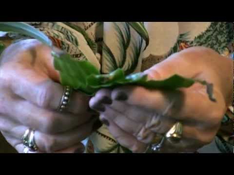 how to fertilize fiddle leaf fig