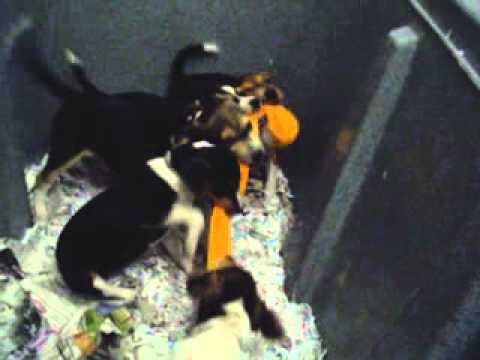 Squirrel video