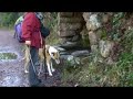 smooth collie dans l\