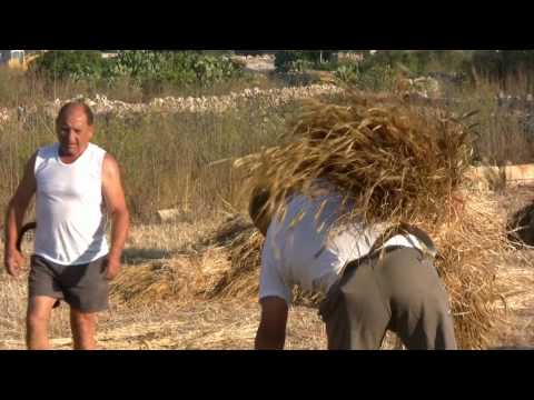Interview(Maltse)Pt1 - Trades of our Fathers 2011 - 8th July, from 5:30pm Mario Vassallo interviews an octogenarian Mgarr farmer, 'Frangisk' who recalls how the wheat was harvested...