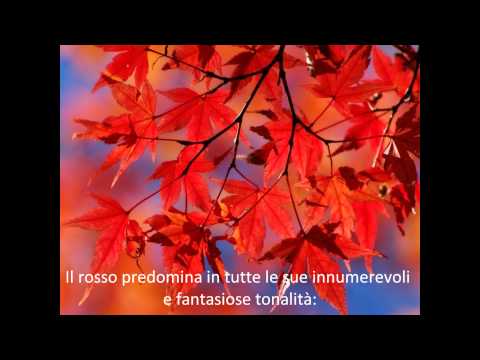Autunno.wmv