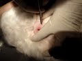 Parasitology