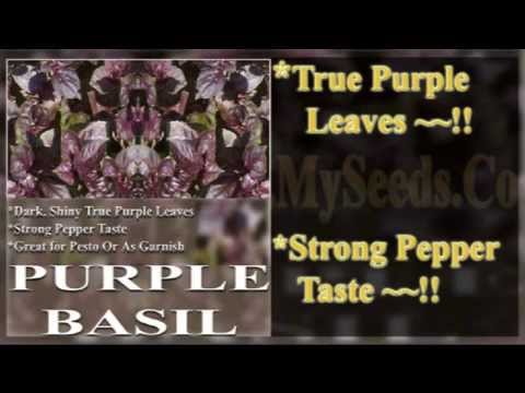 how to use purple basil