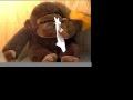 monkey.mov