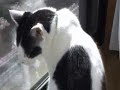 大きな愛でもてなしてを踊ってみた