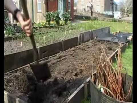 how to replant raspberry plants