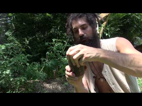 how to harvest st john wort