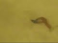 Crawfish Wiggle Rig Crawfish Wiggle Rig