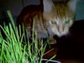 Grass