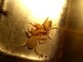 Camel Spiders fight to the death!