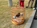 Talking Mynah Bird