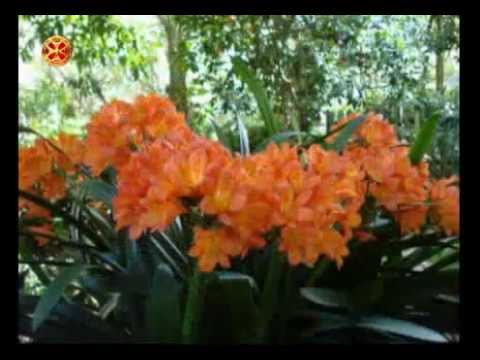 how to fertilize clivia