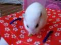 ハムスターのナッツ君3 ちょこちょこ