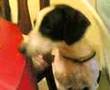 dog eating the phone